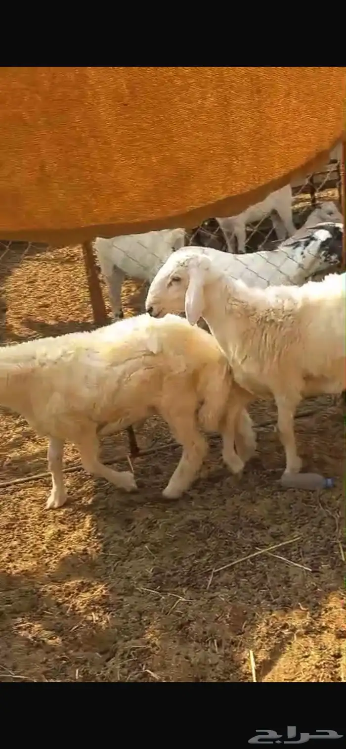 طليان فوق 6 شهور 5