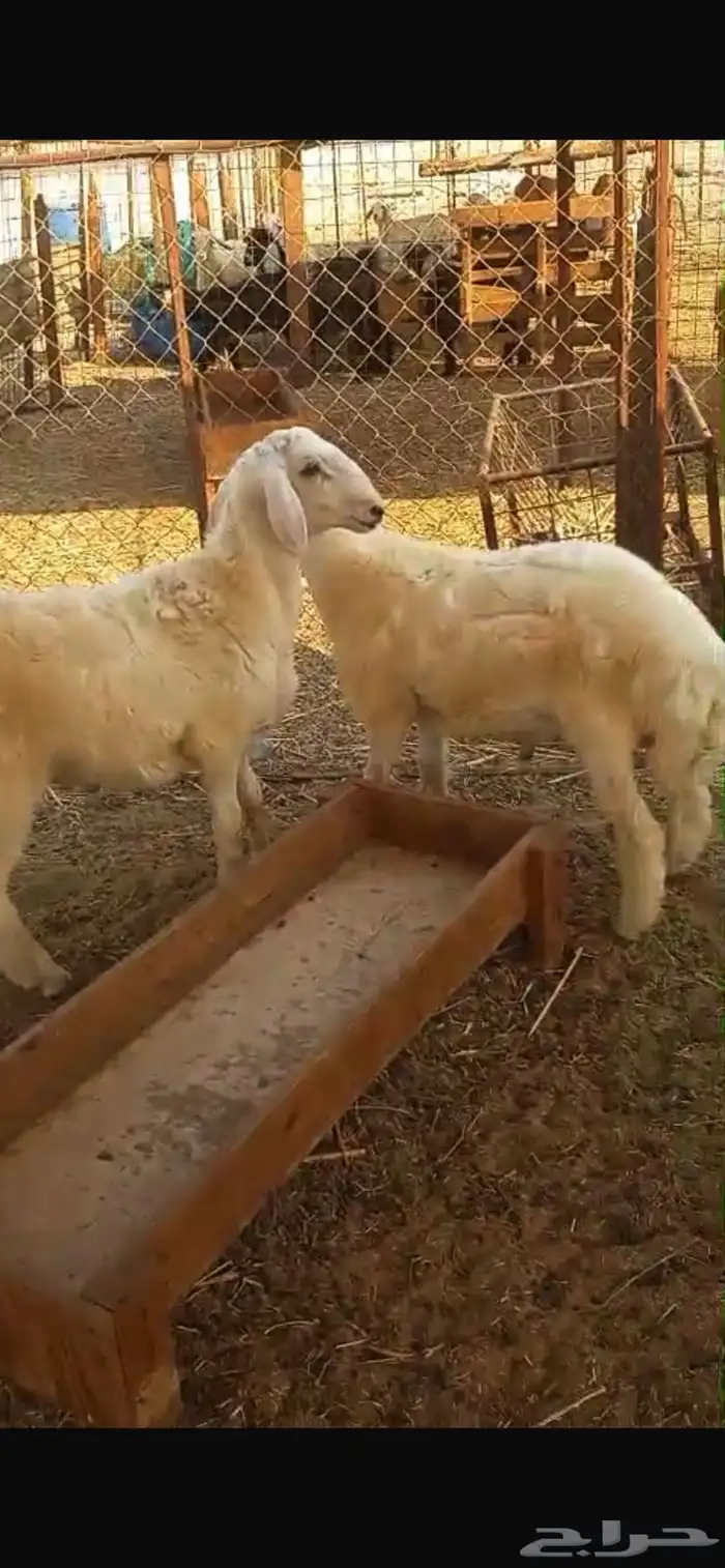 طليان فوق 6 شهور 2