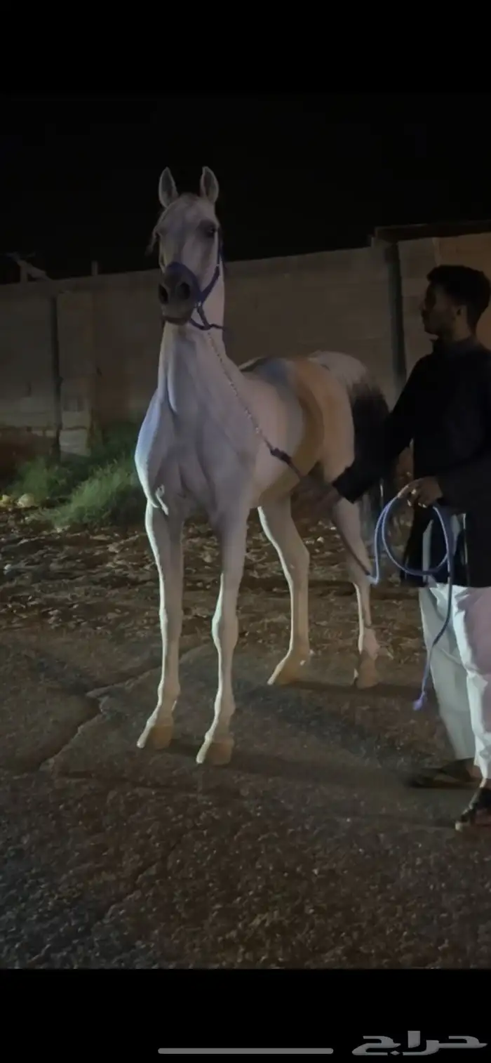 عقاب السويكت ولد سهم الشقب حفيد عديد الشقب مصري بيور 5