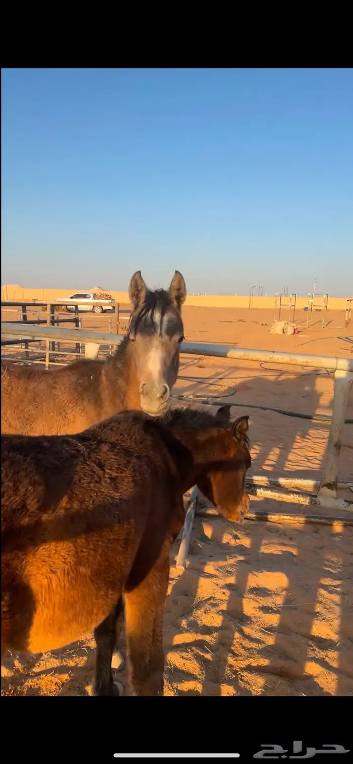 مهره شعبيه 1