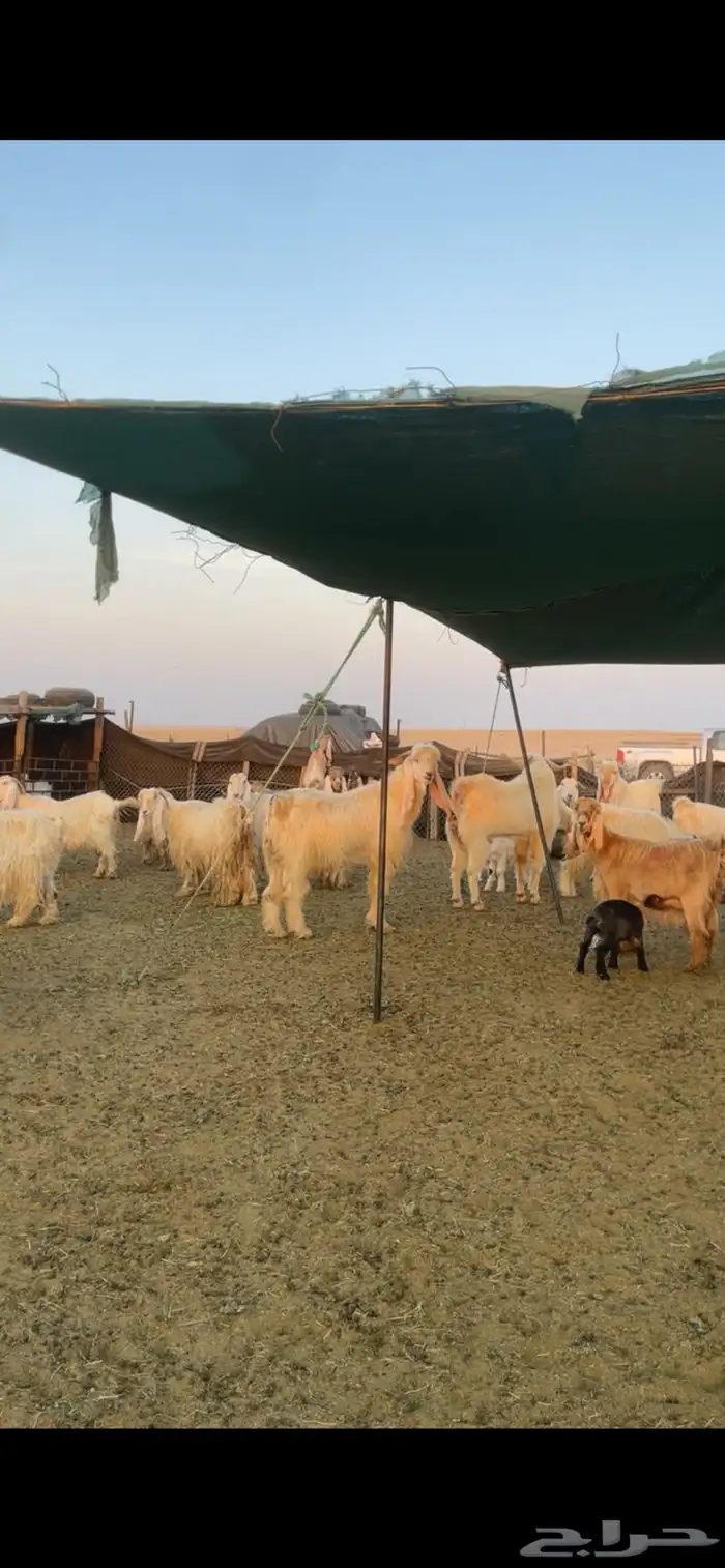 معزا عوارض صفر ومصريات بفحولها رغايث ودفيع وضريع 9