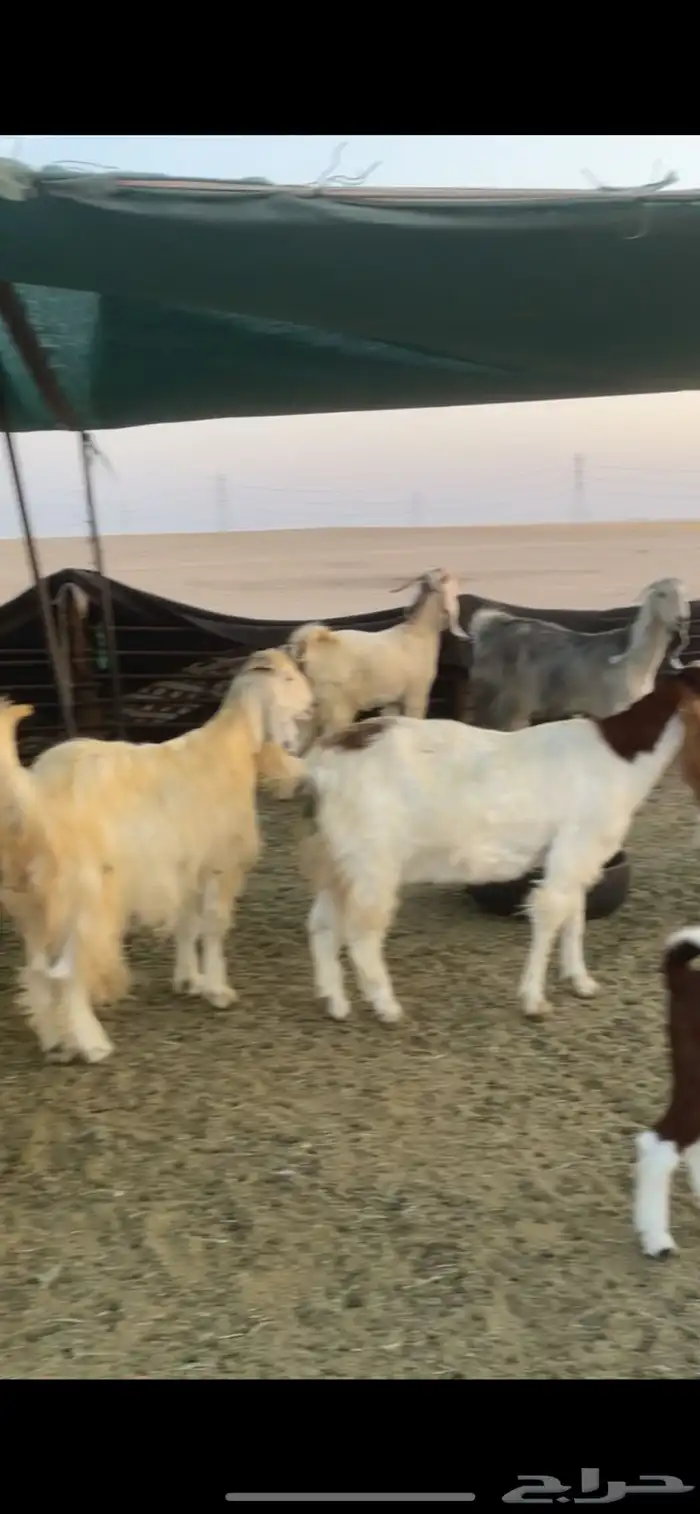 معزا عوارض صفر ومصريات بفحولها رغايث ودفيع وضريع 29