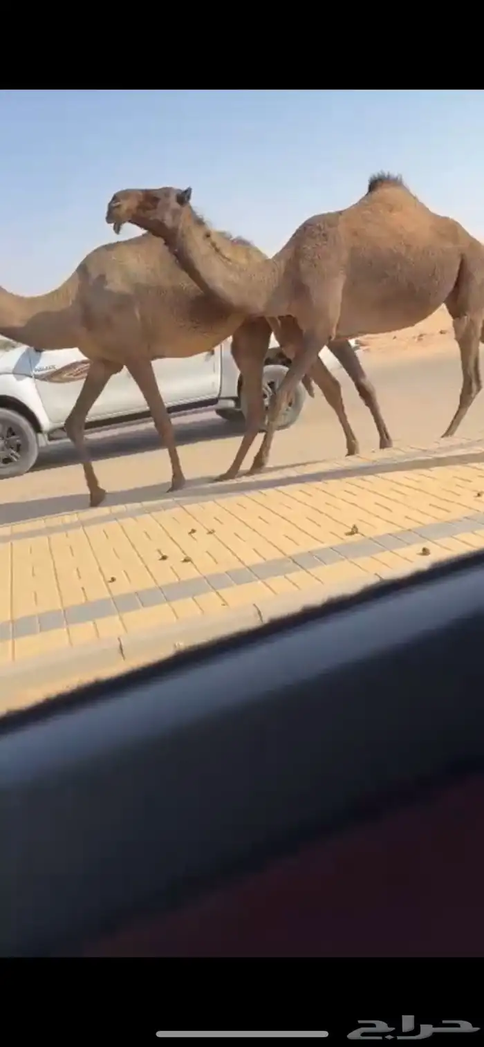 البل الصفر الكفو 3