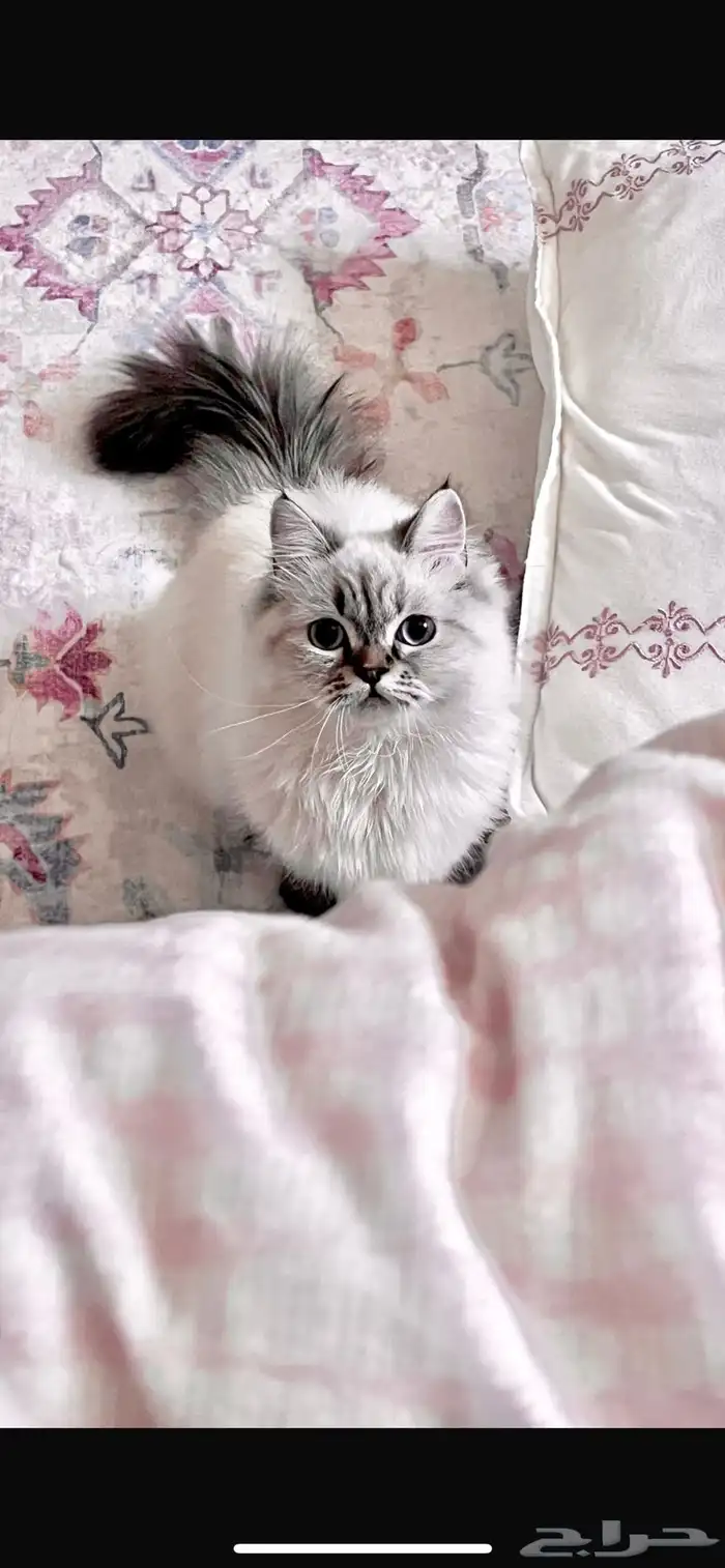 قطة هملايا معقمة للتبني بدون مقابل مادي ( الرياض) 1