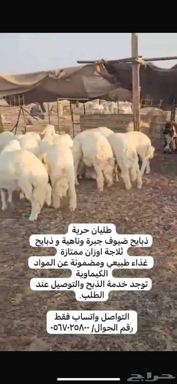 طليان حرية ذبايح للضيف او للبيت 0