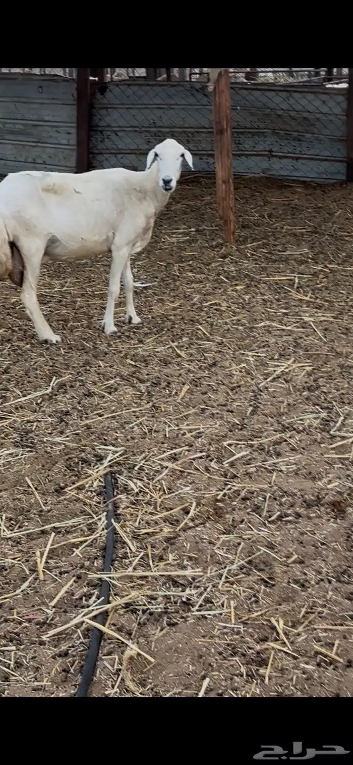 نعجه متبوعه برخل 5