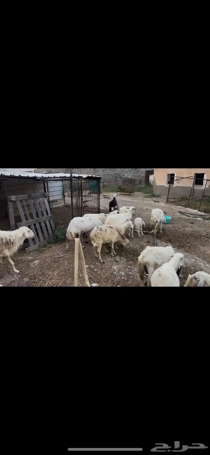 ضان مقاني بالفحل للبيع..تم البيع 10