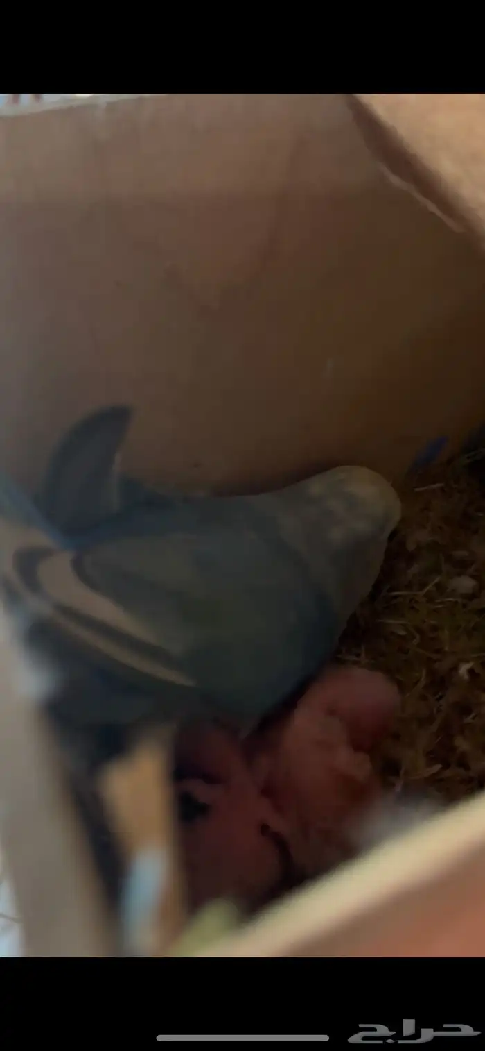 للبيع اجوز روز منتجة 0