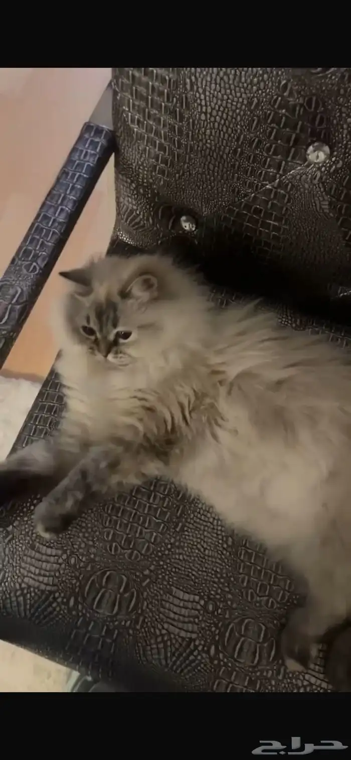 قطة هملايا معقمة للتبني بدون مقابل مادي ( الرياض) 2