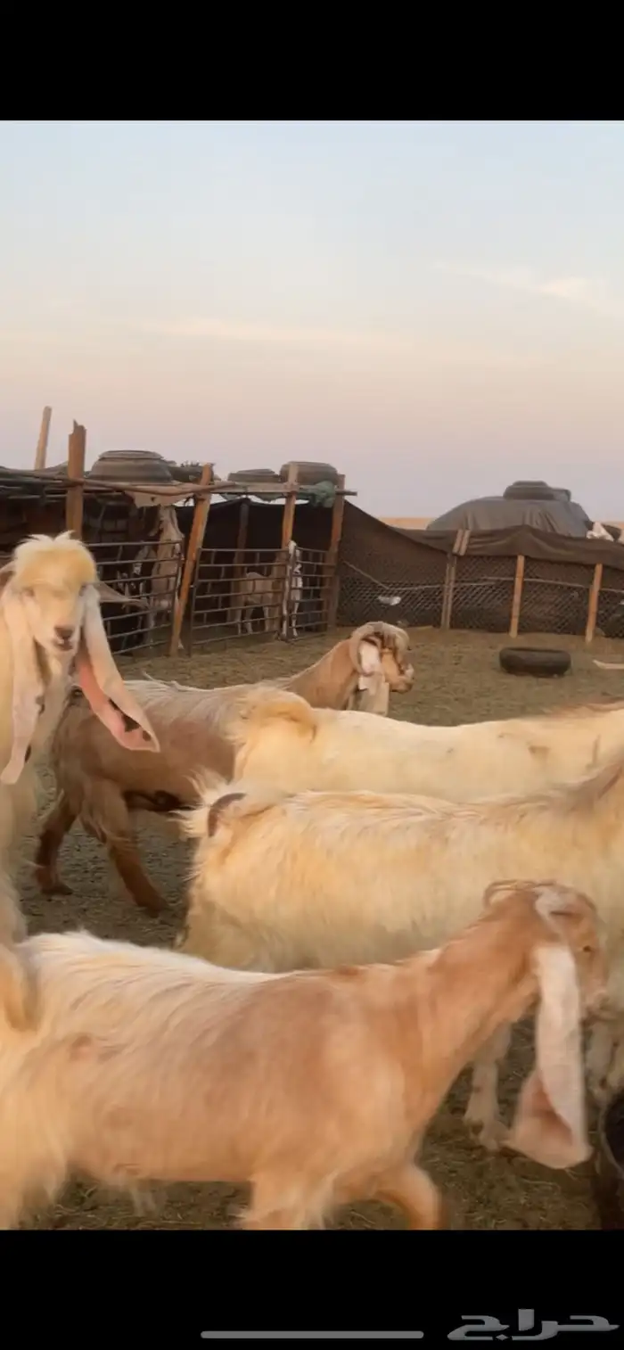 معزا عوارض صفر ومصريات بفحولها رغايث ودفيع وضريع 4