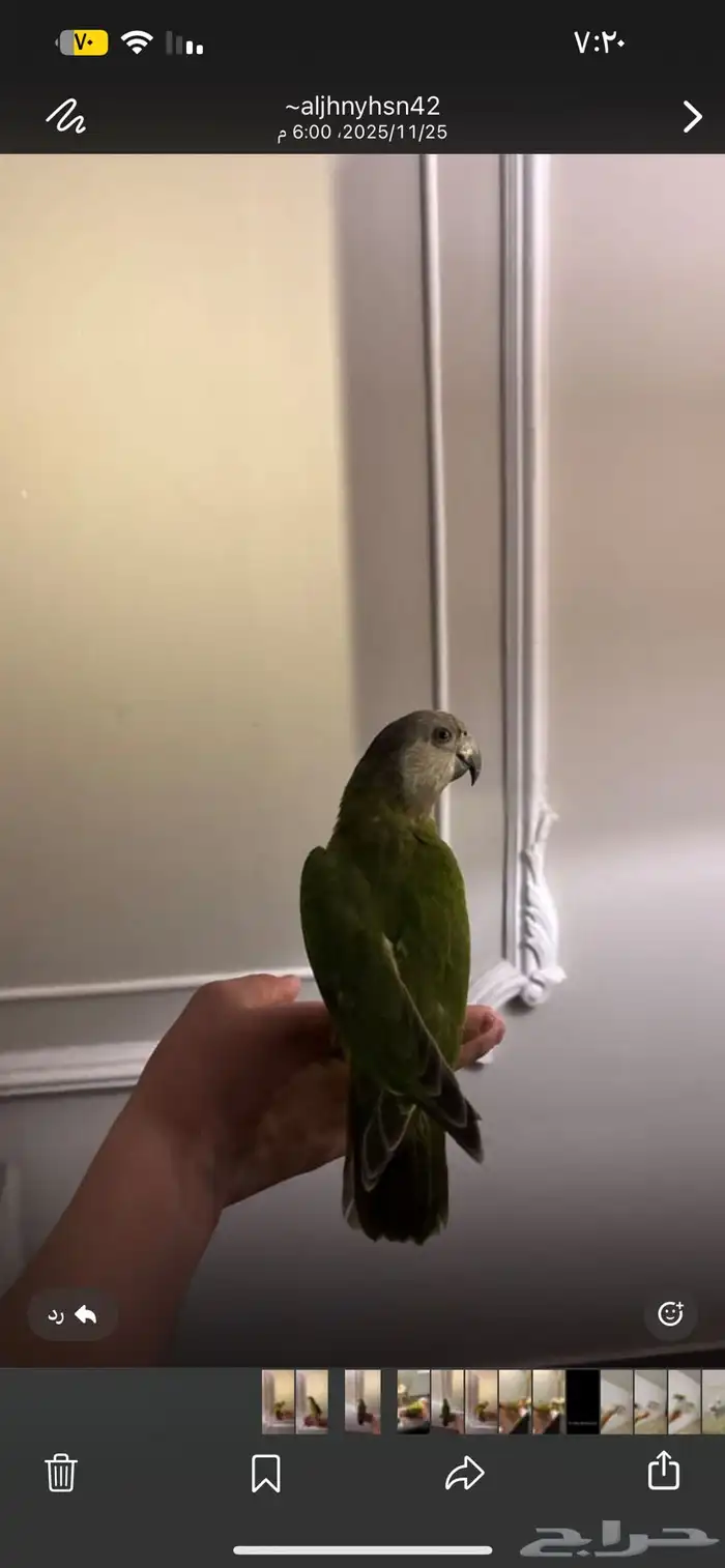 ببغاء اسنغالي اليف وهدد نشبه ومتكلم واليف حمامه تم البيع 4