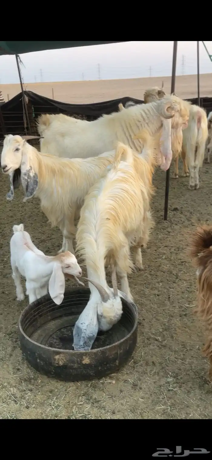 معزا عوارض صفر ومصريات بفحولها رغايث ودفيع وضريع 45