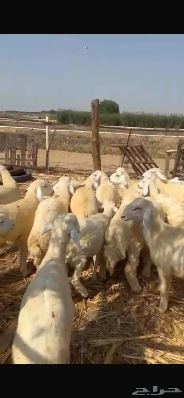 طليان ذبايح مناسبات 0