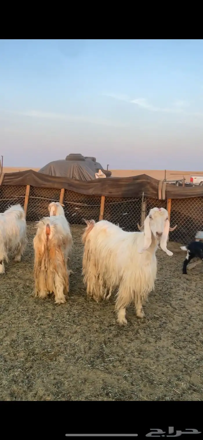 معزا عوارض صفر ومصريات بفحولها رغايث ودفيع وضريع 16