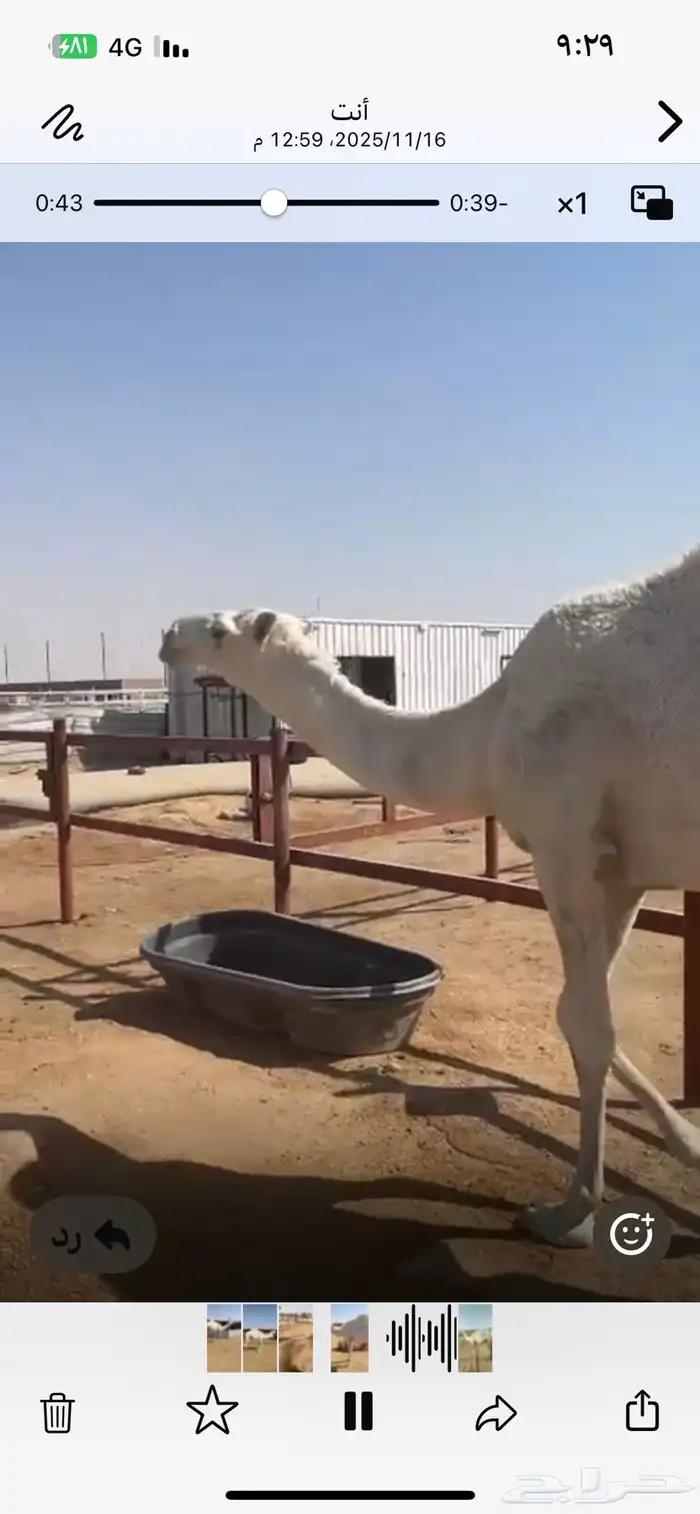 قعود داخل حق للبيع 6