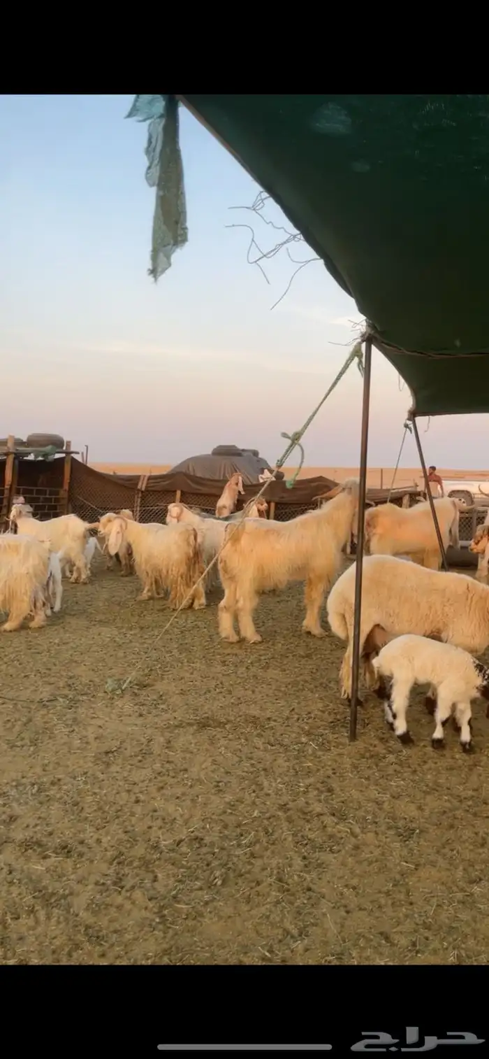 معزا عوارض صفر ومصريات بفحولها رغايث ودفيع وضريع 8