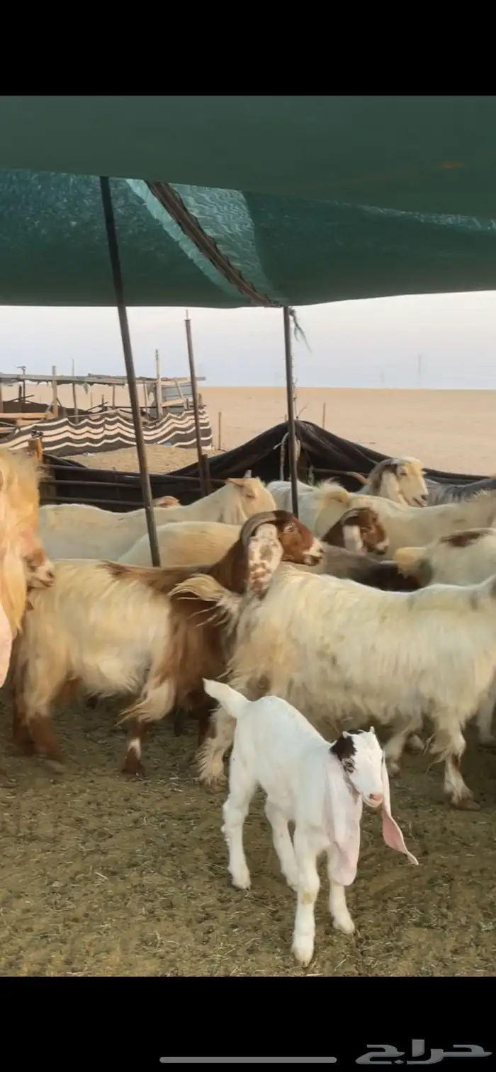 معزا عوارض صفر ومصريات بفحولها رغايث ودفيع وضريع 33