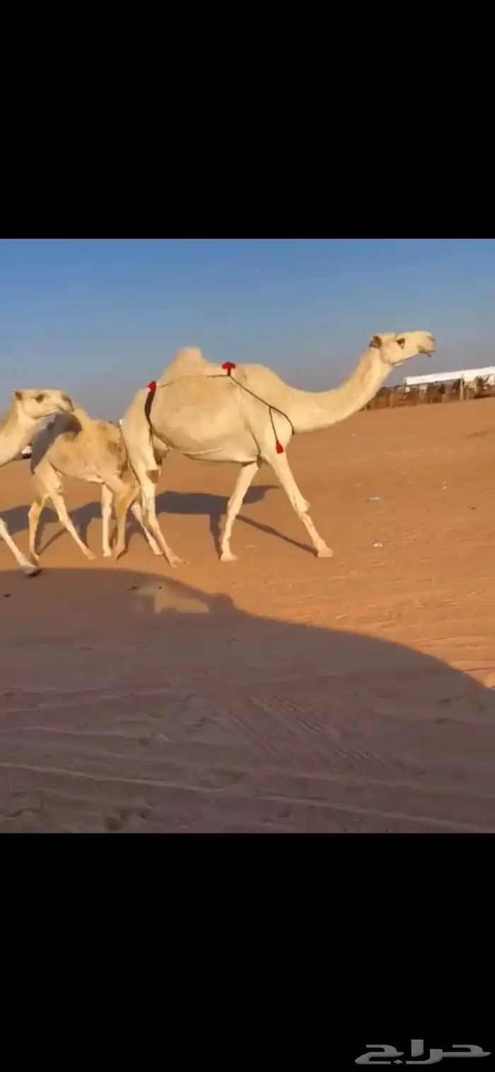 عشاير وضح ضرايب 0