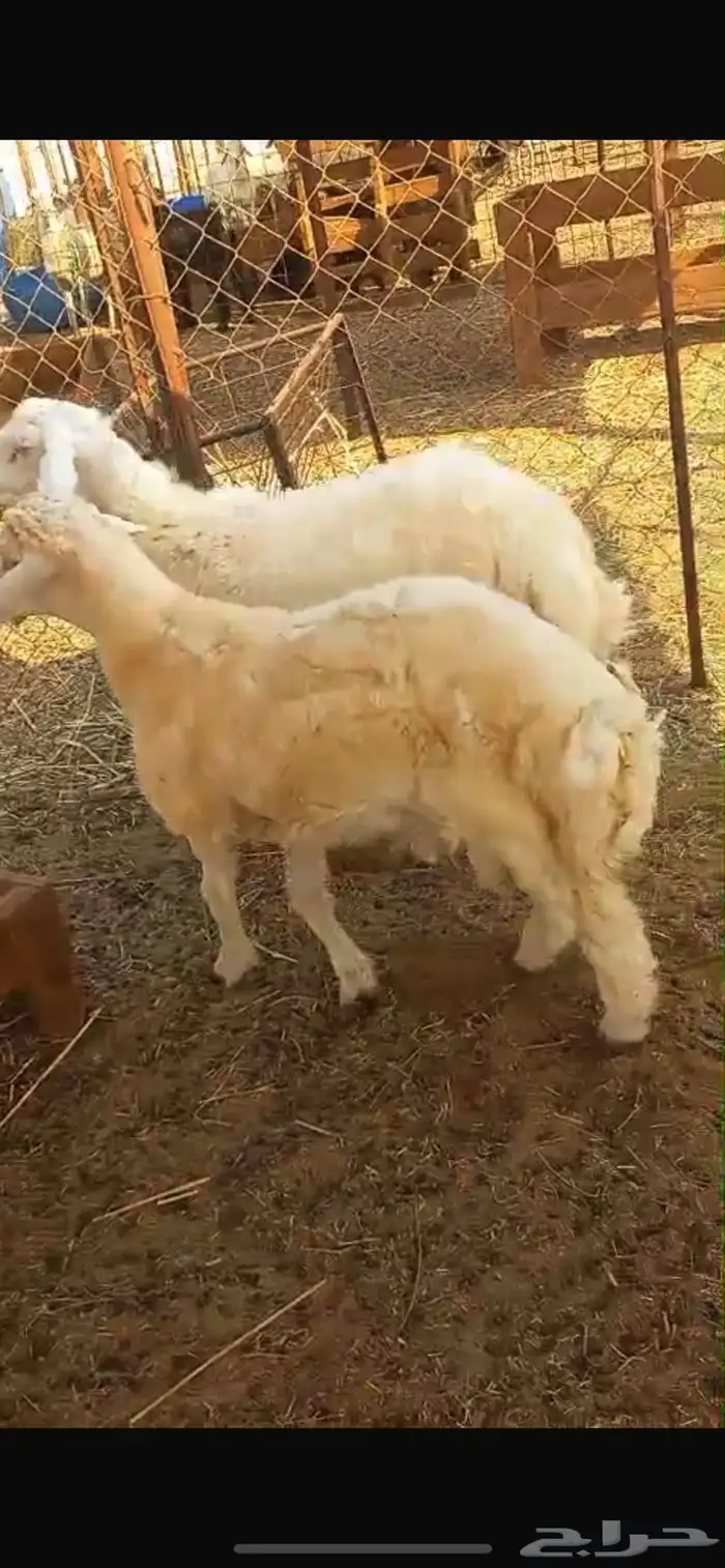 طليان فوق 6 شهور 0