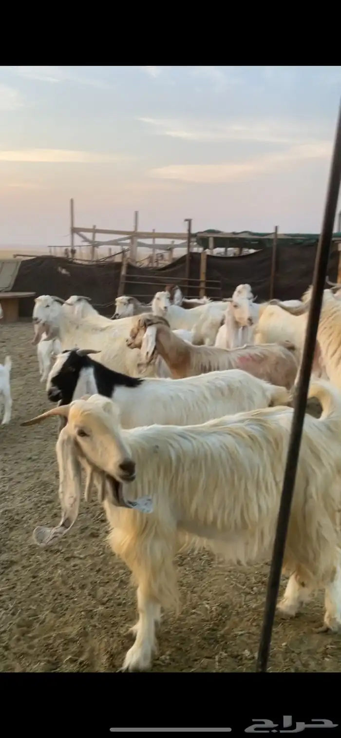 معزا عوارض صفر ومصريات بفحولها رغايث ودفيع وضريع 39