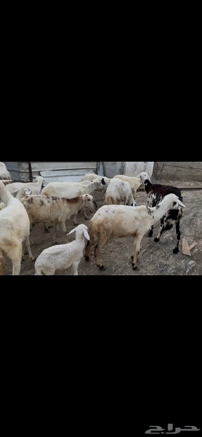 ضان مقاني بالفحل للبيع..تم البيع 9