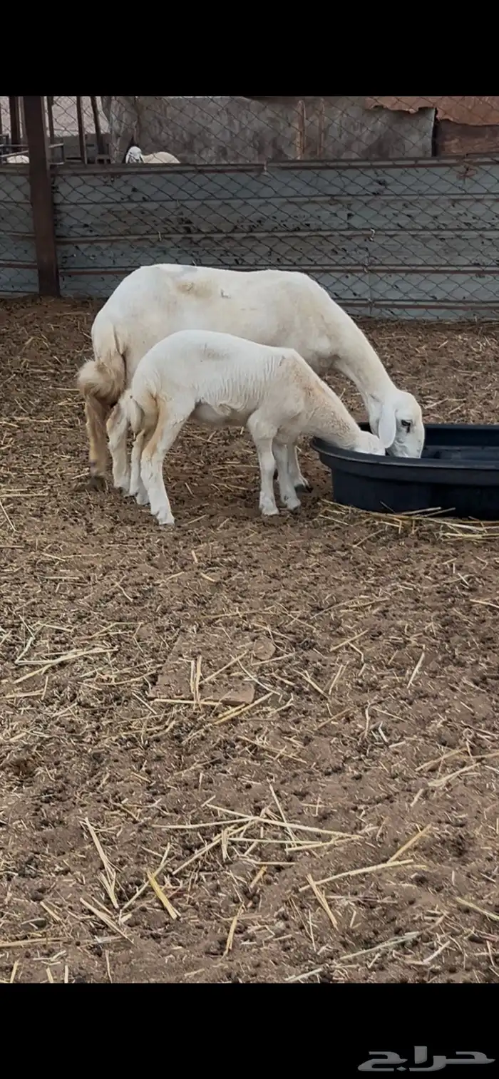 نعجه متبوعه برخل 2