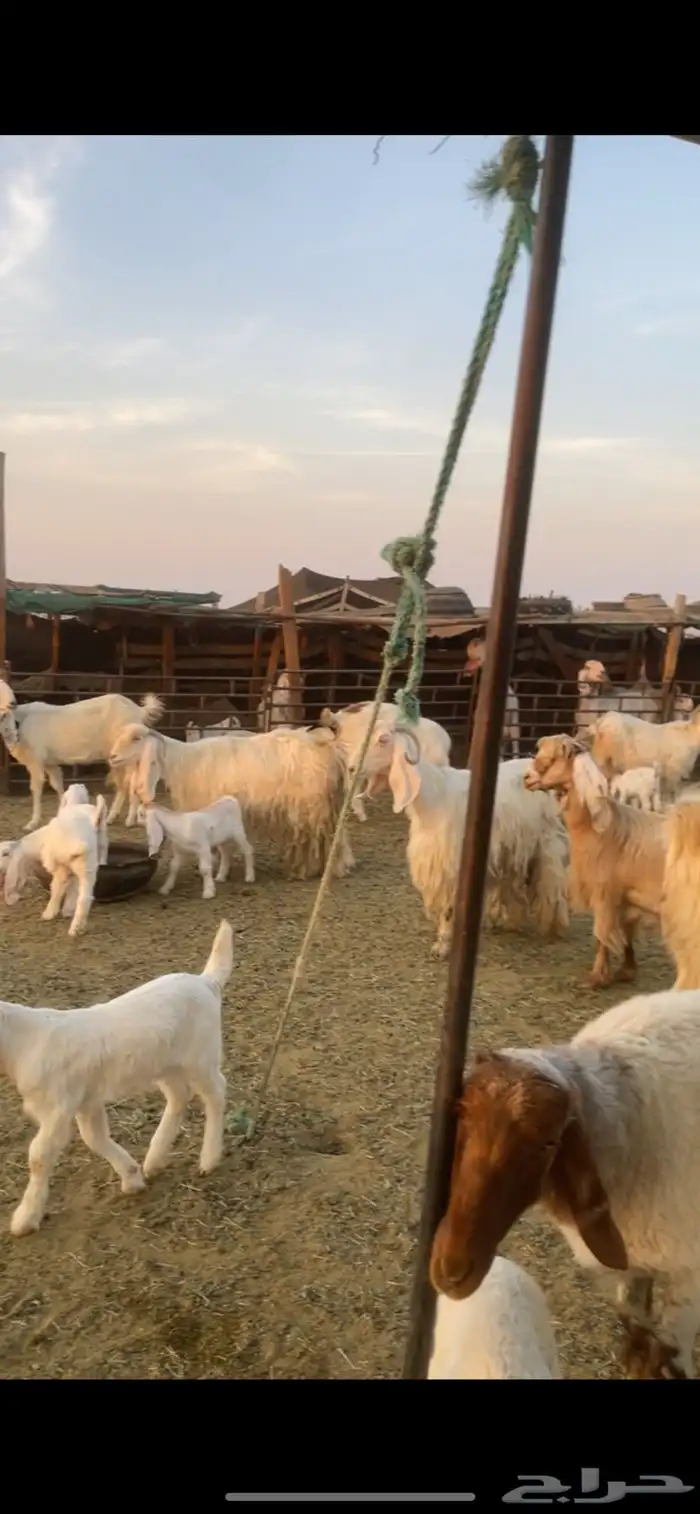 معزا عوارض صفر ومصريات بفحولها رغايث ودفيع وضريع 11