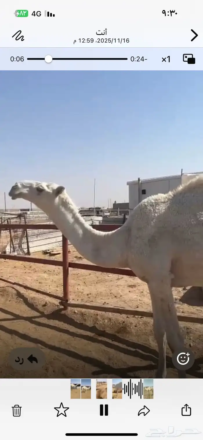 قعود داخل حق للبيع 2