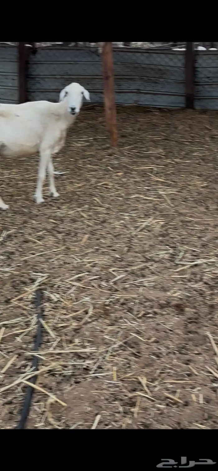 نعجه متبوعه برخل 4