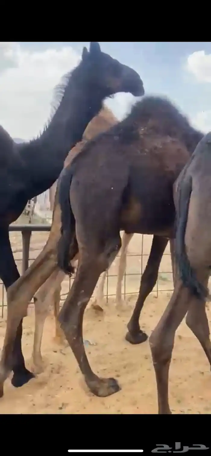 قعدان للبيع 0