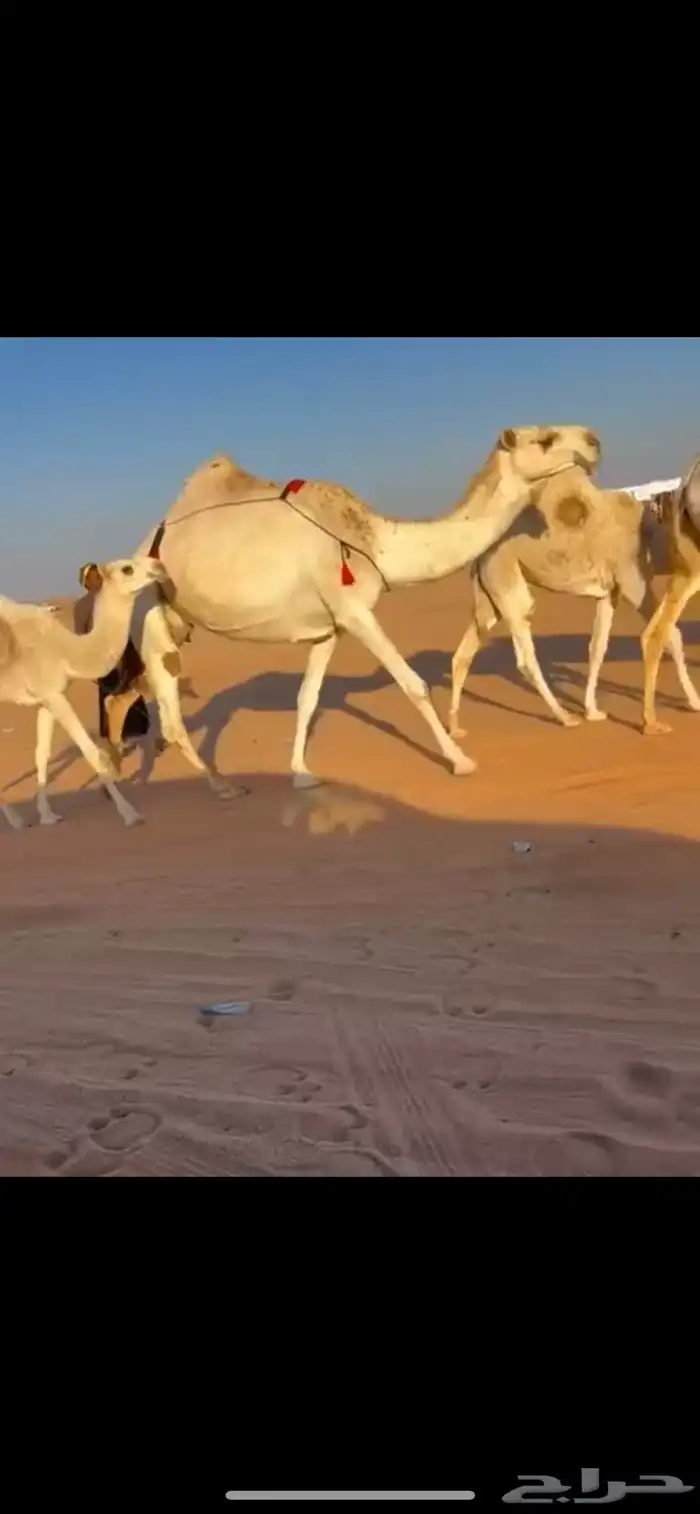 عشاير وضح ضرايب 2