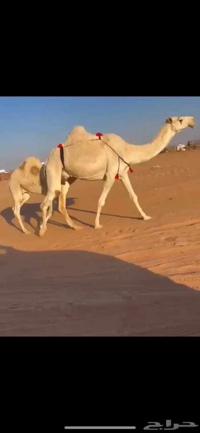 عشاير وضح ضرايب 3