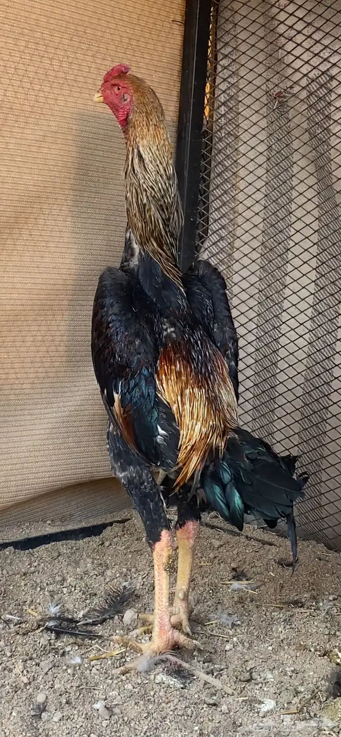 ديك شامو ياباني 1