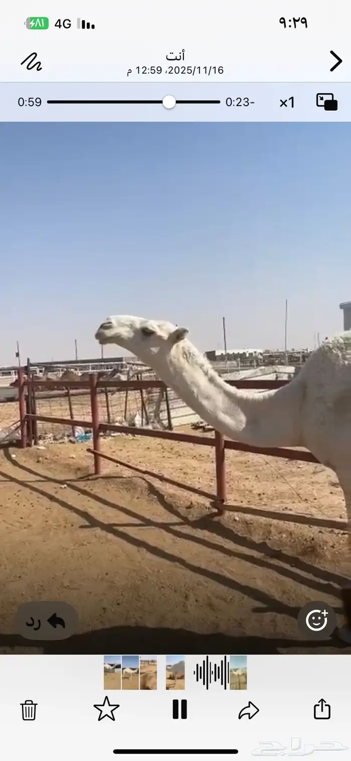 قعود داخل حق للبيع 3