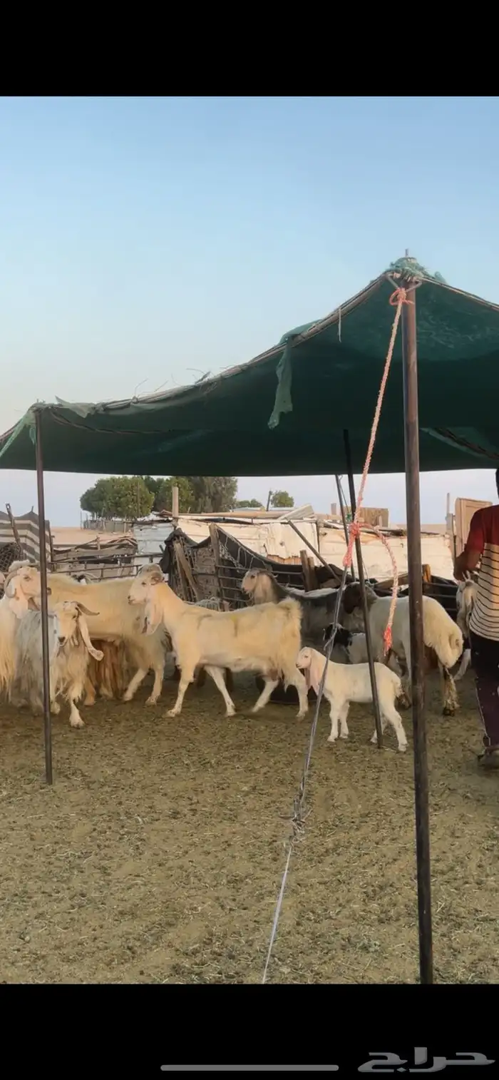 معزا عوارض صفر ومصريات بفحولها رغايث ودفيع وضريع 23