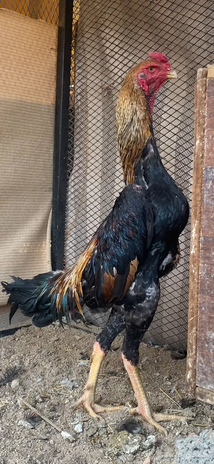 ديك شامو ياباني 0