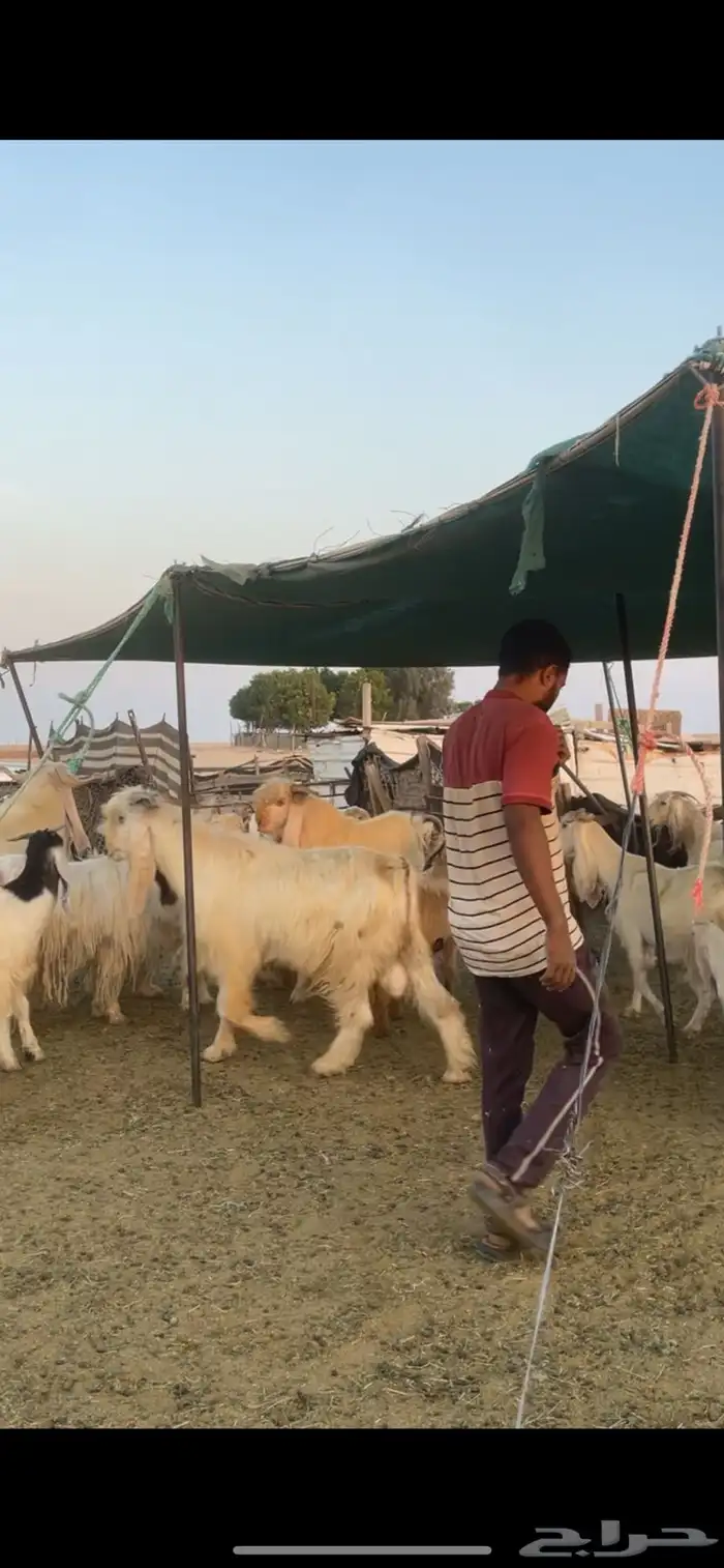 معزا عوارض صفر ومصريات بفحولها رغايث ودفيع وضريع 24