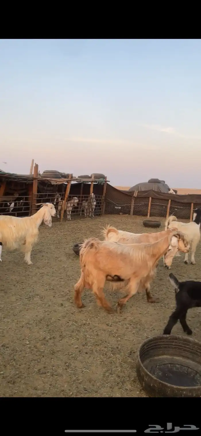 معزا عوارض صفر ومصريات بفحولها رغايث ودفيع وضريع 6