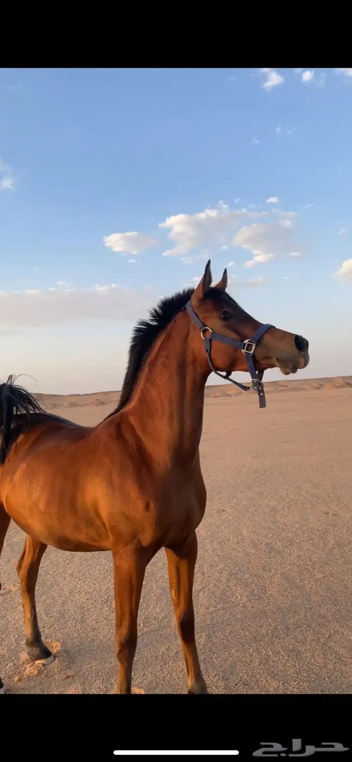 مهر كفو ولد العالمي الكساندر 0