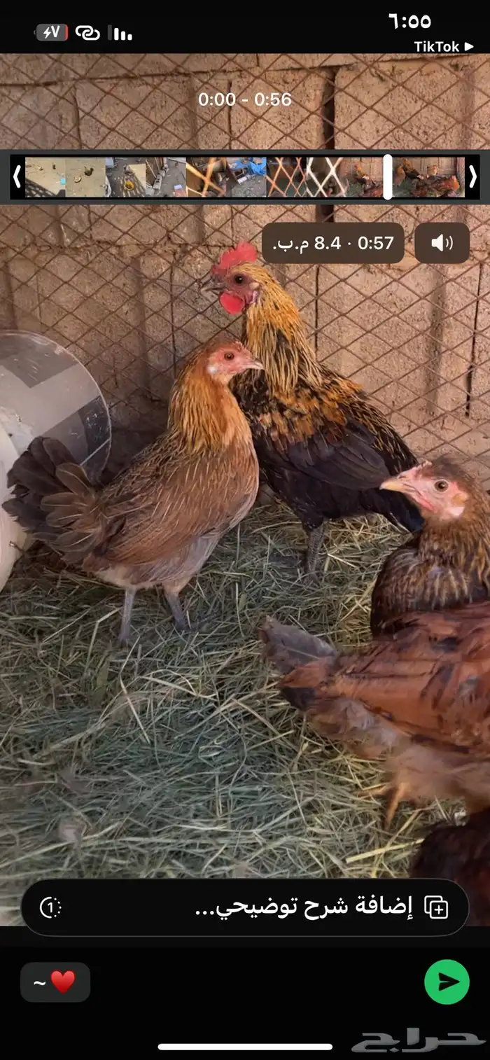 دجاجه فريه و ديك شوكي ماشاءالله تبارك الله 0