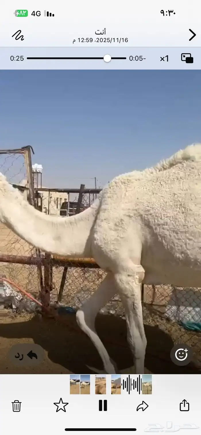 قعود داخل حق للبيع 5