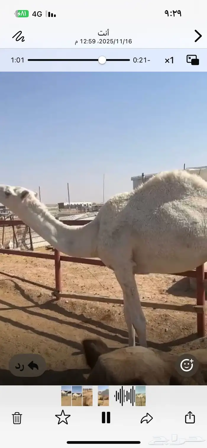 قعود داخل حق للبيع 4