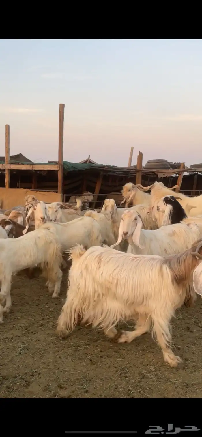 معزا عوارض صفر ومصريات بفحولها رغايث ودفيع وضريع 0