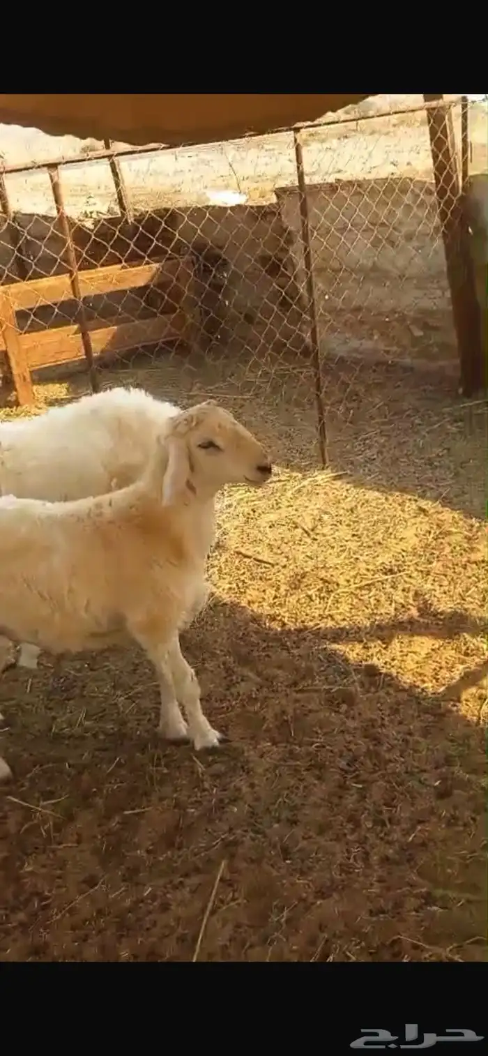 طليان فوق 6 شهور 4