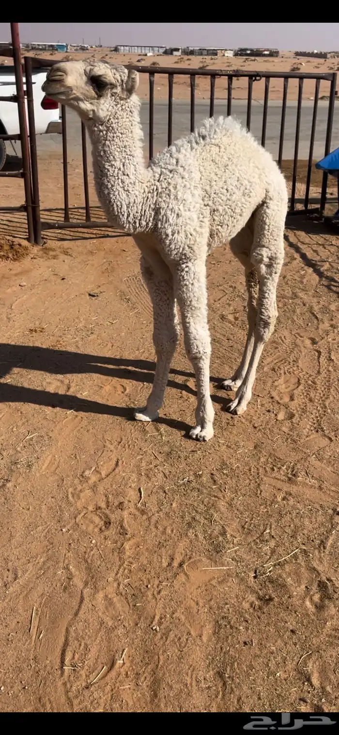 للبيع حوار ضيار 0