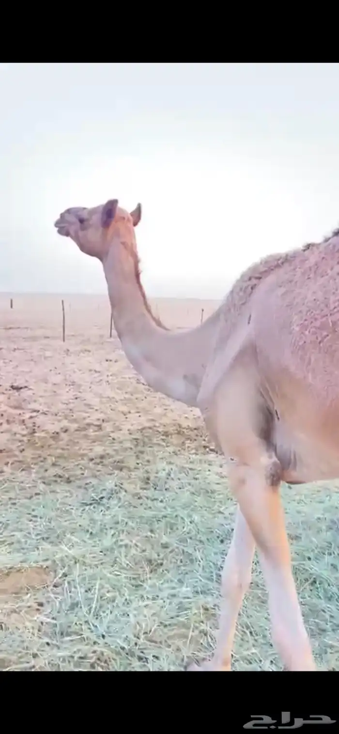 للبيع هجن الهجن سبوق الحقه 7