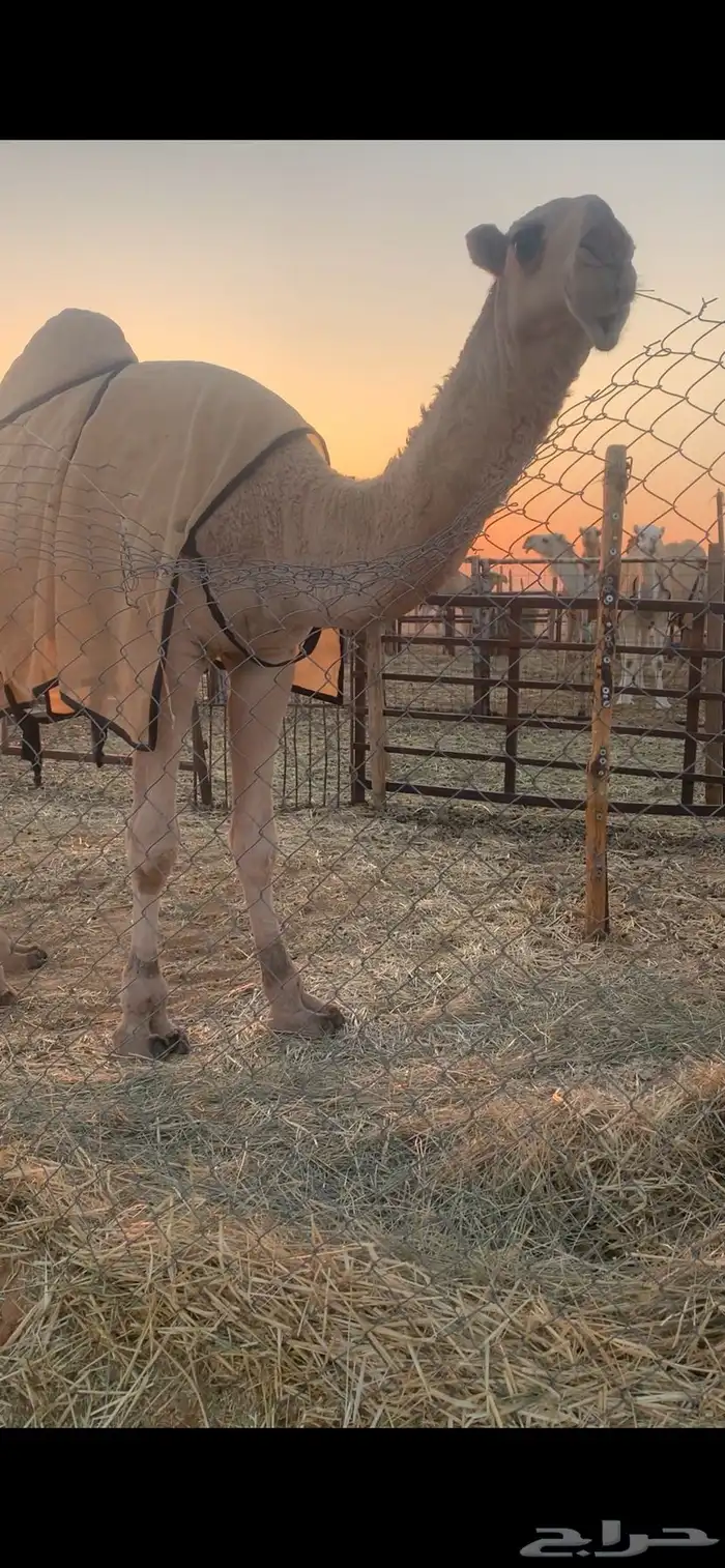 قعود اشقح باتلي 2