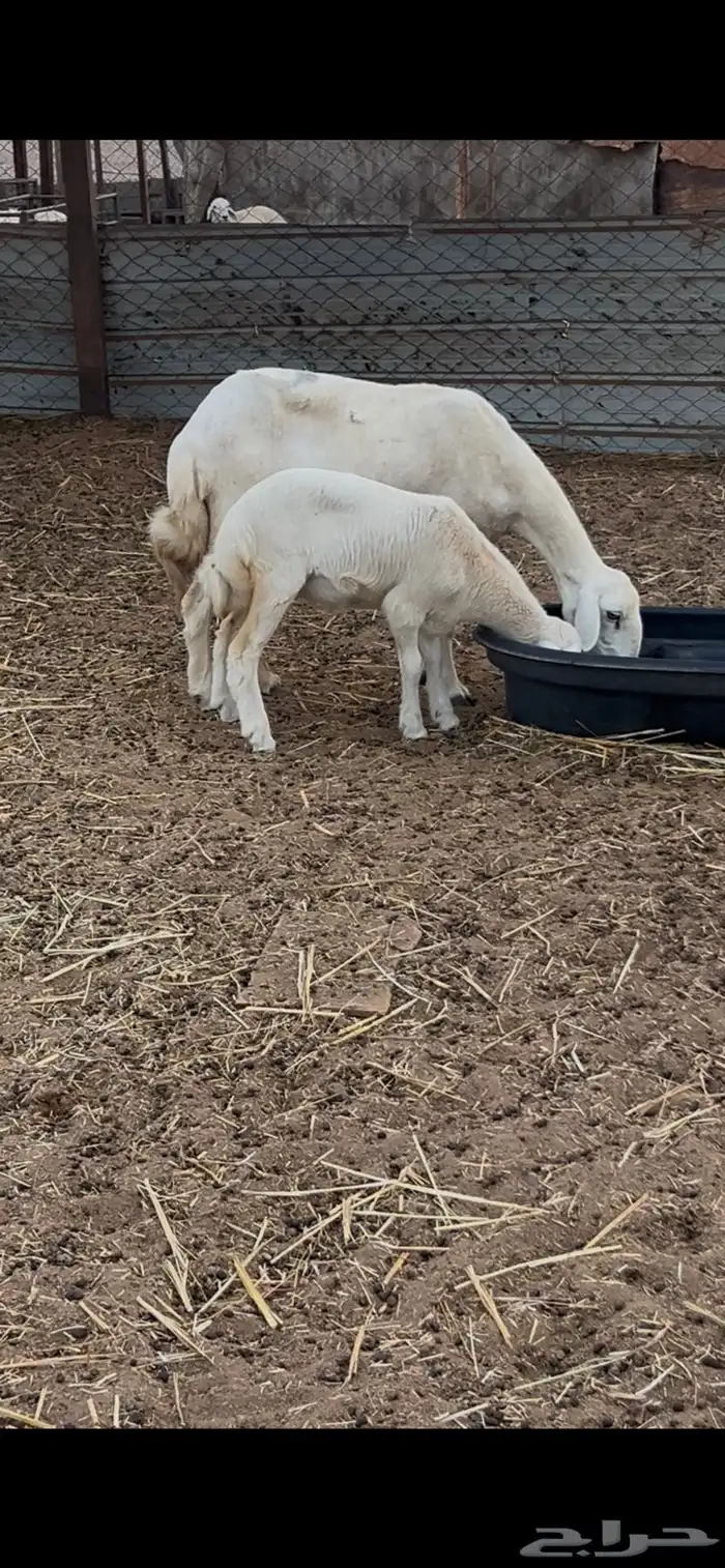 نعجه متبوعه برخل 3