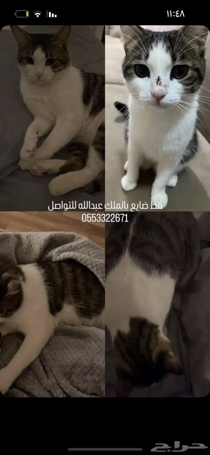 قط ضايع الي يلاقيه يتواصل 0