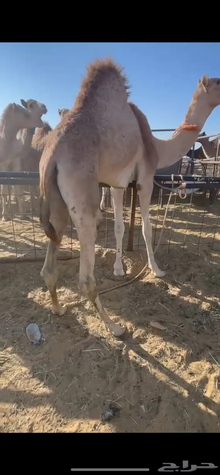 قعود بلدي كفو للبيع 2